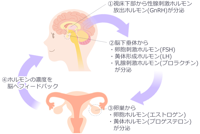 ホルモンバランスを整えて生理周期を改善